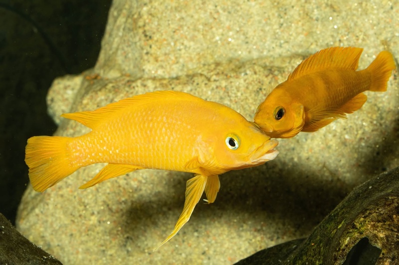 Neolamprologus leleupi 'Talama'